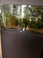 Juwel quarium 125 liter, Ophalen, Zo goed als nieuw, Gevuld zoetwateraquarium