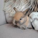 Tamme hangoorkonijntjes, Dieren en Toebehoren, Meerdere dieren, Kip