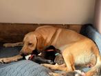 Puppy alert! Nog 1 dametje beschikbaar! Zie foto 10, Dieren en Toebehoren, 8 tot 15 weken, Labrador retriever, Meerdere, Meerdere dieren
