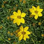 Meisjesogen plant, gifvrij en duurzaam, Volle zon, Vaste plant, Zomer, Ophalen