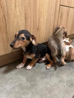 Te koop Jack Russell pups, Rabiës (hondsdolheid), Jack Russell Terriër, 8 tot 15 weken, Meerdere