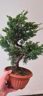 Bonsai Juniperus chinensis/Acer Sango Kaku/Shishigashira, Tuin en Terras, Planten | Bomen, In pot, Minder dan 100 cm, Overige soorten