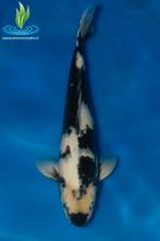 068 Shiro Utsuri, Dieren en Toebehoren, Vissen | Vijvervissen, Karper of Koi