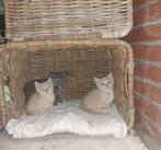 Super mooie, lieve kittens te koop, Dieren en Toebehoren, Katten en Kittens | Overige Katten, Meerdere dieren