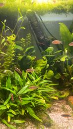 Rasbora Galaxy mannen Te Koop (Danio margaritatus), Dieren en Toebehoren, Vissen | Aquariumvissen, Vis