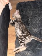 LAATSTE SILVER MARBLE BENGAAL KATERTJE, Dieren en Toebehoren, Katten en Kittens | Raskatten | Korthaar, Meerdere dieren, Ontwormd