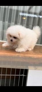 Pomeriaan pups te koop 1 Reutjes), Dieren en Toebehoren, Honden | Poolhonden, Keeshonden en Oertypen, 8 tot 15 weken, Meerdere