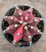 Cactus Gymnocalycium Mihanovichii p7 (C)