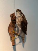 Opgezette sperwer (taxidermie), Dieren en Toebehoren, Vogels | Overige Vogels, Geslacht onbekend, Roofvogel