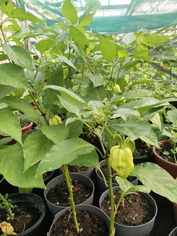 Surinaamse peper planten (rood en geel). 5,00 euro per stuk. beschikbaar voor biedingen