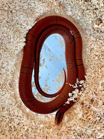 0.1 Oreocryptophis pulchra 2024 beschikbaar voor biedingen