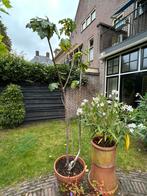 Vijg, Tuin en Terras, Planten | Bomen, Overige soorten, Minder dan 100 cm, Zomer, Ophalen