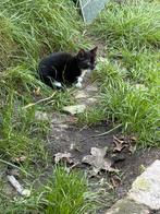 Nog 1zwart katertje beschikbaar, Dieren en Toebehoren, Katten en Kittens | Raskatten | Korthaar, Kater, Ontwormd, 0 tot 2 jaar