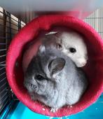 Fleece hangmatjes, tunnels, hooizakjes,... voor chinchilla's, Chinchilla