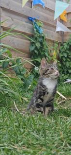 Kitten, Dieren en Toebehoren, Poes, Kortharig, 0 tot 2 jaar