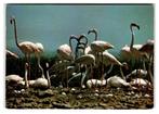 Flamingo's, Verzenden, 1960 tot 1980, Gelopen, Vogel