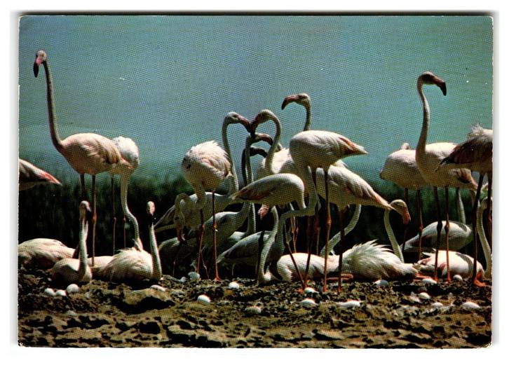 Flamingo's, Verzamelen, Ansichtkaarten | Dieren, Gelopen, 1960 tot 1980, Vogel, Verzenden