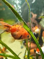 Gratis Sluierstaarten, Vis, Zoetwatervis, Schoolvis