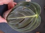 Philodendron melanochrysum stekjes, Huis en Inrichting, Kamerplanten, Ophalen of Verzenden, Overige soorten, Minder dan 100 cm