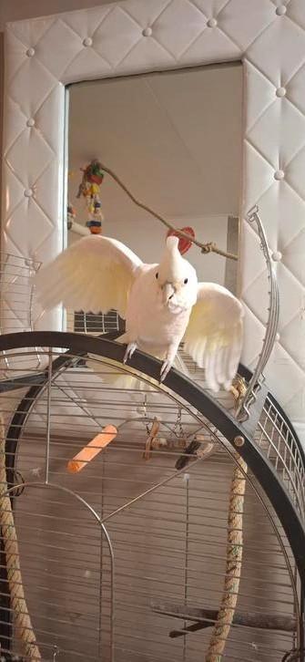 Goffini kakatoe, Dieren en Toebehoren, Vogels | Overige Vogels, Mannelijk