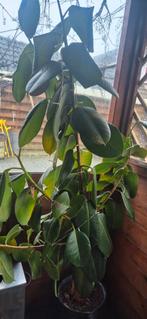 Planten, Tuin en Terras, Planten | Bomen, Ophalen of Verzenden, Volle zon, Overige soorten, Minder dan 100 cm