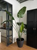 Strelitzia (paradijsvogelplant) inclusief pot, Huis en Inrichting, Kamerplanten, Ophalen, 200 cm of meer, Halfschaduw, In pot