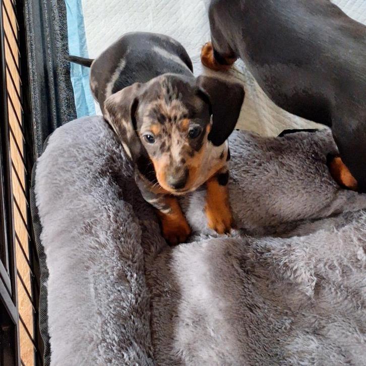 Te koop standaard teckel tekkel pups puppys reu  glad, Dieren en Toebehoren, Honden | Teckels en Dashonden, Meerdere dieren, Korthaar