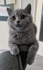 Britse korthaar katertje blauw, Meerdere dieren, Ontwormd, 0 tot 2 jaar