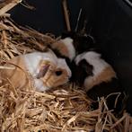 Baby cavia's, Cavia, Februari, Meerdere dieren, Tam