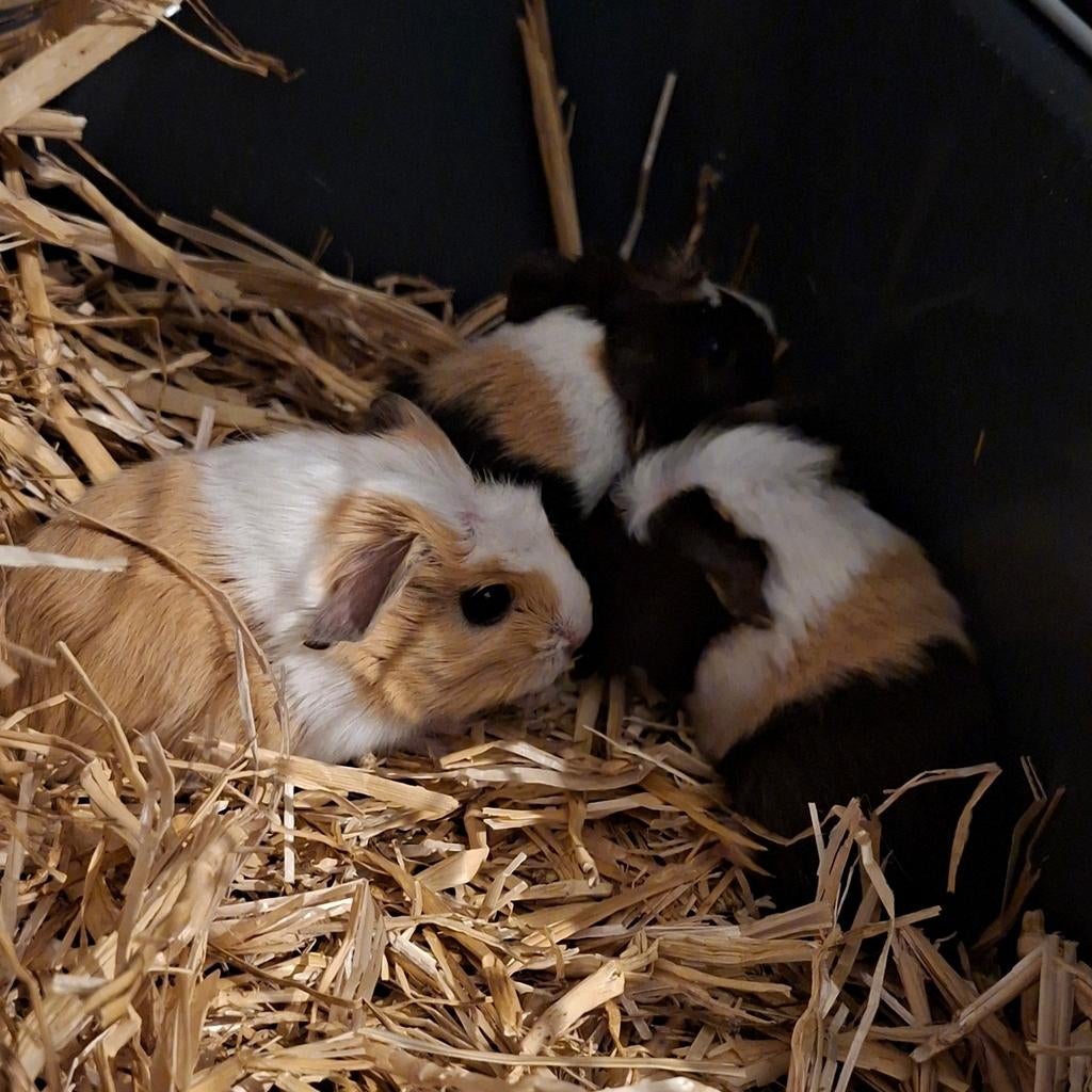 Baby cavia's, Dieren en Toebehoren, Knaagdieren, Meerdere dieren, Cavia, Februari, Tam