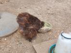 Gratis afhalen Zijdehoenders hen en haan., Dieren en Toebehoren, Pluimvee, Meerdere dieren, Kip