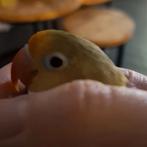 Agapornis Fisheri, Mannelijk, Dwergpapegaai of Agapornis, Geringd