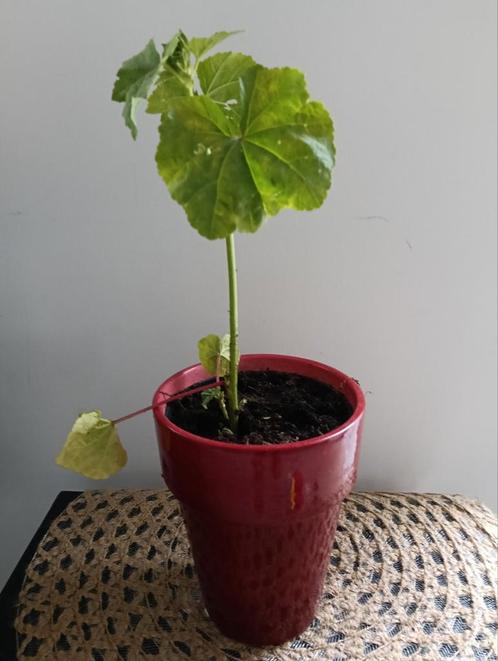 Wonderboom +++Ruil mij!!+++, Tuin en Terras, Planten | Tuinplanten, Volle zon, Zomer, Ophalen