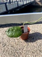 Hoya globulosa, Ophalen, Overige soorten, Halfschaduw, Minder dan 100 cm