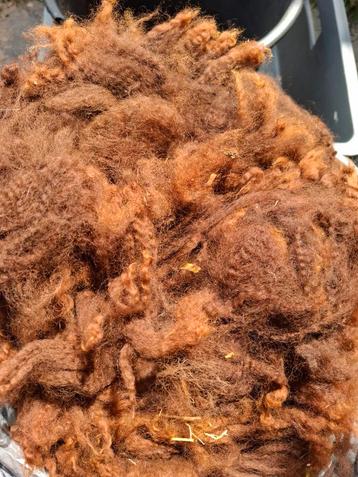 Eerste schering Alpaca kastanje beschikbaar voor biedingen
