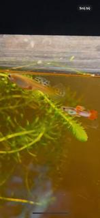 Eigen kweek kruising grote endler gup! Rood paars, Vis, Zoetwatervis