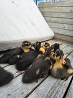 Loopeendjes, Dieren en Toebehoren, Pluimvee, Meerdere dieren, Kip