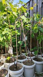 Vijgenboom Ficus Carcia Brown Turkey met vruchten vanaf €10, Tuin en Terras, Volle zon, Vijgenboom, Minder dan 100 cm, Ophalen