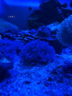 Pumping xenia., Dieren en Toebehoren, Ophalen