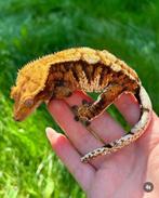 Wimper gekko Tricolor, Tickets en Kaartjes, Eén persoon