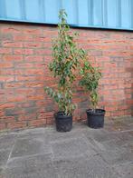 Portugese laurier 60-80cm - Prunus Lusitanica Angustifolia, Tuin en Terras, Planten | Struiken en Hagen, Ophalen, Laurier, Haag