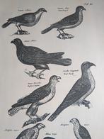 Oude Prent roofvogels, Verzamelen, Foto's en Prenten, Verzenden, 1960 tot 1980, Gebruikt