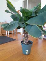 Mooie bananenplant, Ophalen, Overige soorten, Halfschaduw, In pot