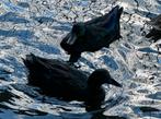 eenden, watervogels, Dieren en Toebehoren, Pluimvee, Meerdere dieren, Eend