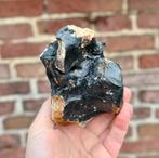 Steppewisent wervel Noordzee 2, Verzamelen, Mineralen en Fossielen, Ophalen of Verzenden, Fossiel