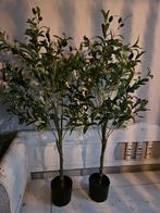 Mooie kunst olijfboom  - olijf - plant, Ophalen of Verzenden, Nieuw, Binnen