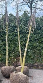 Magnolia Kobus - Prachtige boom 4-4,5 meter hoog, Tuin en Terras, Planten | Bomen, Overige soorten, Lente, 400 cm of meer, Ophalen