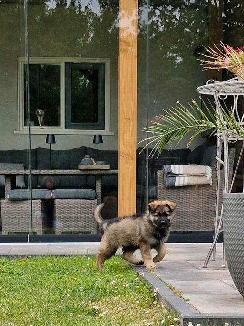 Oud Duitse Herder pup met stamboom, Dieren en Toebehoren, Honden | Herdershonden en Veedrijvers, Meerdere dieren, Herder, Particulier