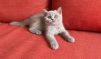 TOP Brits Korthaar kittens beschikbaar / Britse / Shorthair, Dieren en Toebehoren, Katten en Kittens | Raskatten | Korthaar, Meerdere dieren