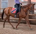 Braaf 8 jr recreatie-manege paard 1,70 mtr, Dieren en Toebehoren, Paarden, Merrie, B, Gechipt, 7 tot 10 jaar